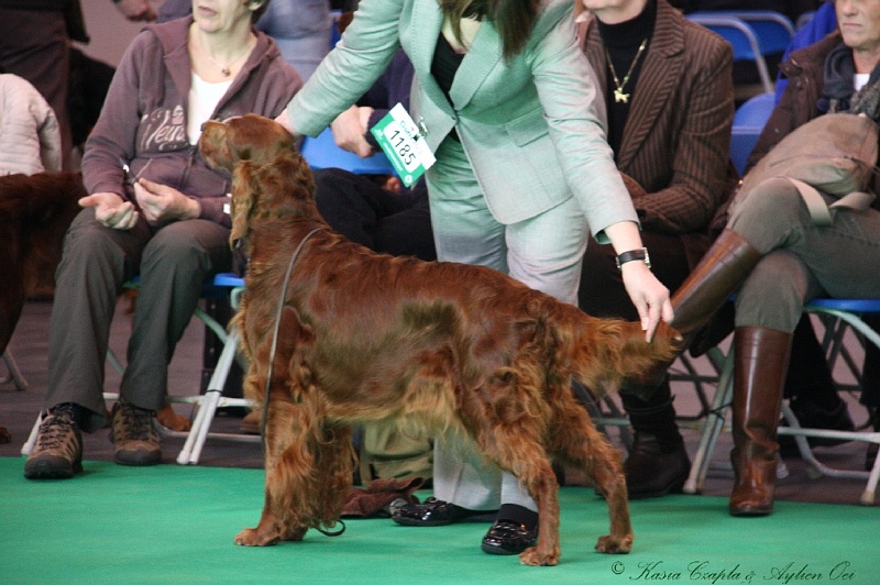 Crufts2011 016.jpg